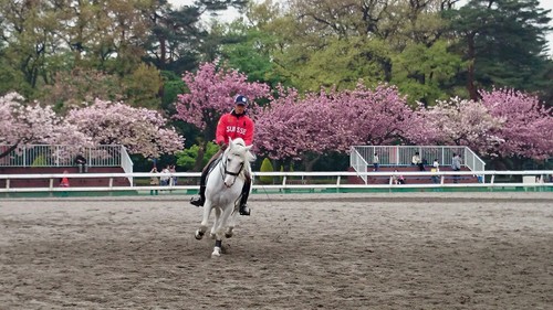 「馬事公苑」 は八重桜がキレイ！_b0095228_1332176.jpg