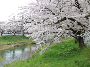 桜　2015_f0122639_10532321.jpg