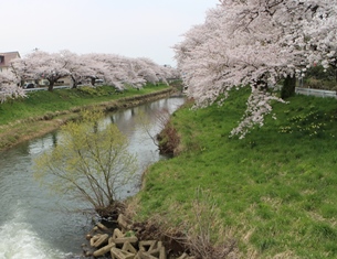 桜　2015_f0122639_10534618.jpg