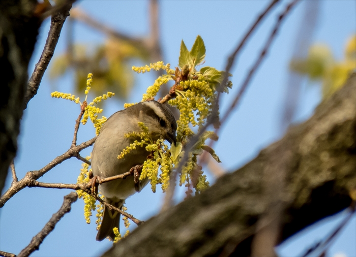 ニュウナイスズメ_b0242140_2224275.jpg