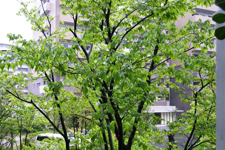 c0298740_23384335.jpg