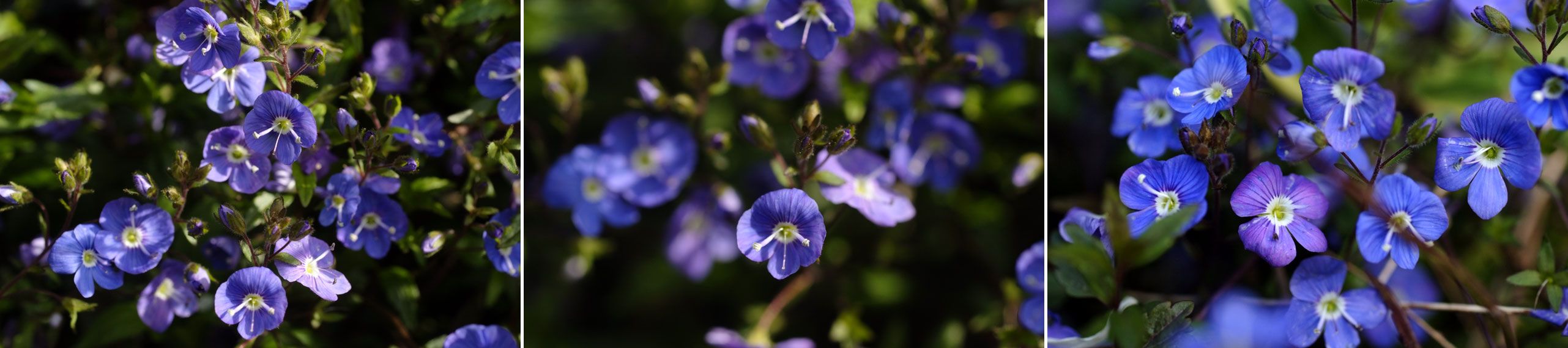 私の帰りを待ってくれていた庭のお花たち♪（４月１１日）_b0075541_13365317.jpg