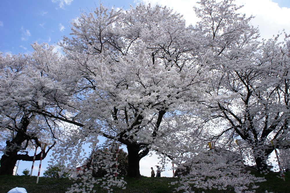 白石川、西岸から東岸へ_d0001843_23403038.jpg