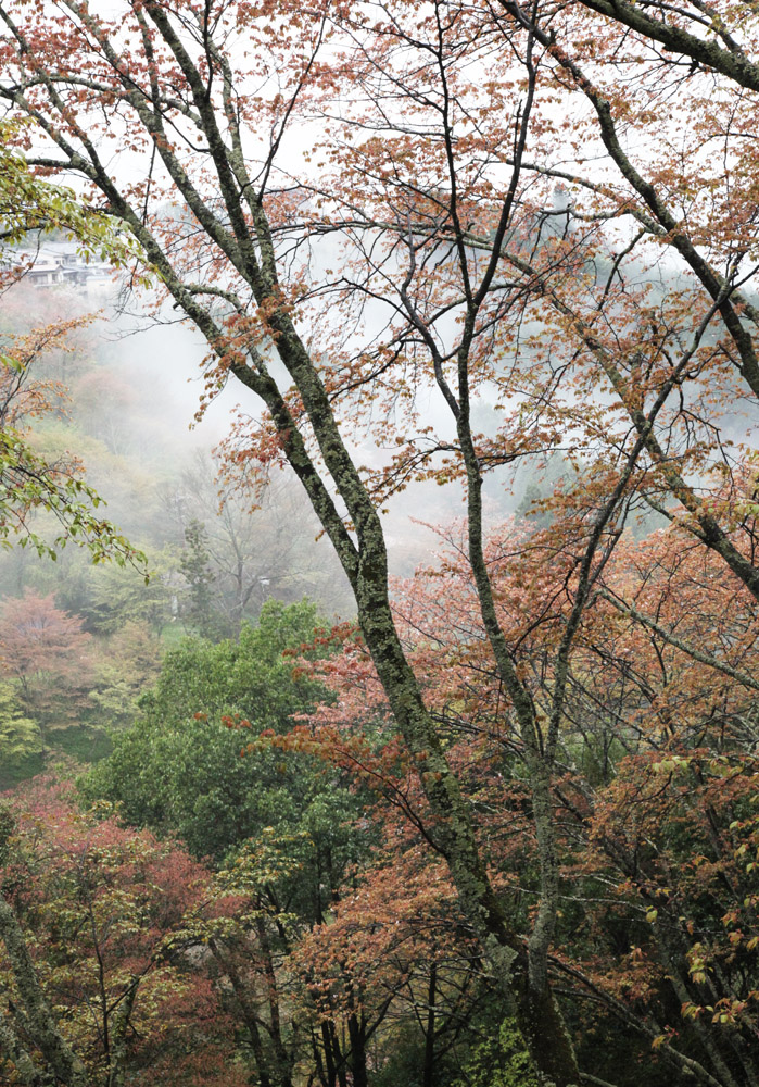 吉野山　中千本　霧と葉桜_c0108146_21595461.jpg