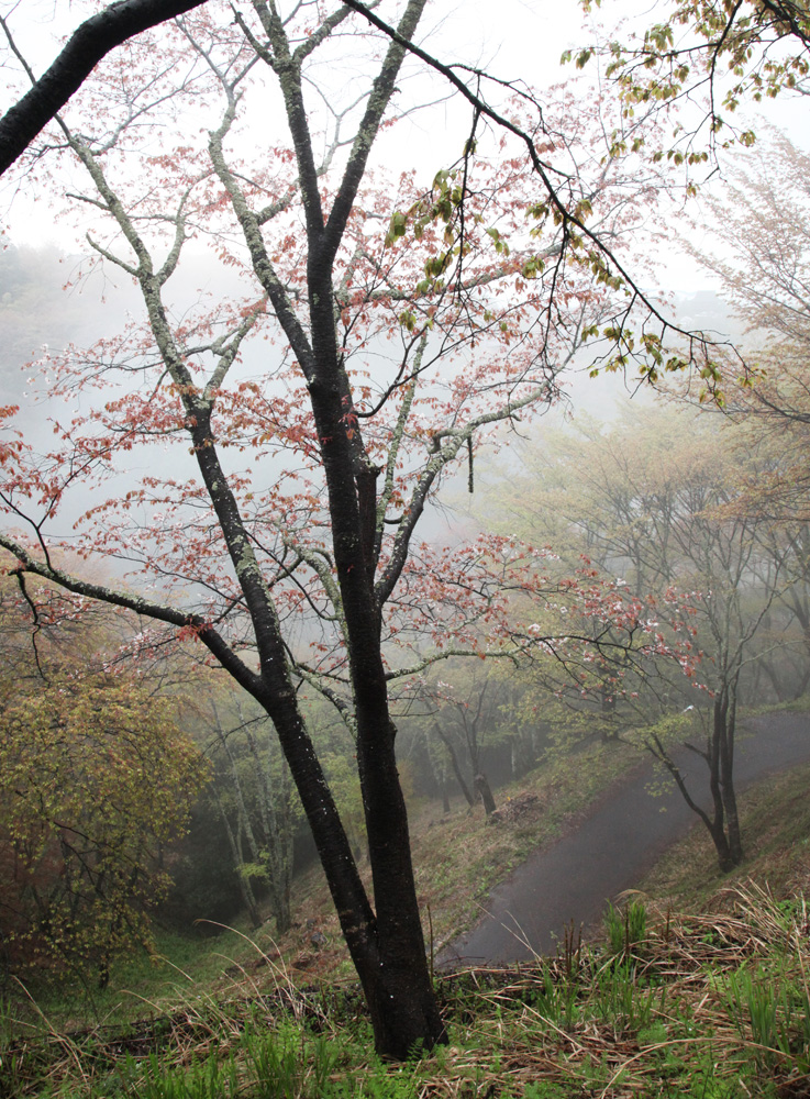 吉野山　中千本　霧と葉桜_c0108146_2203081.jpg