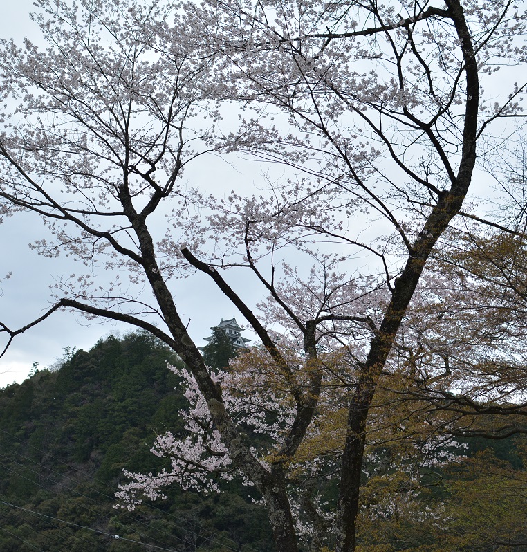 郡上八幡・愛宕公園の桜　その１_a0055650_1122870.jpg