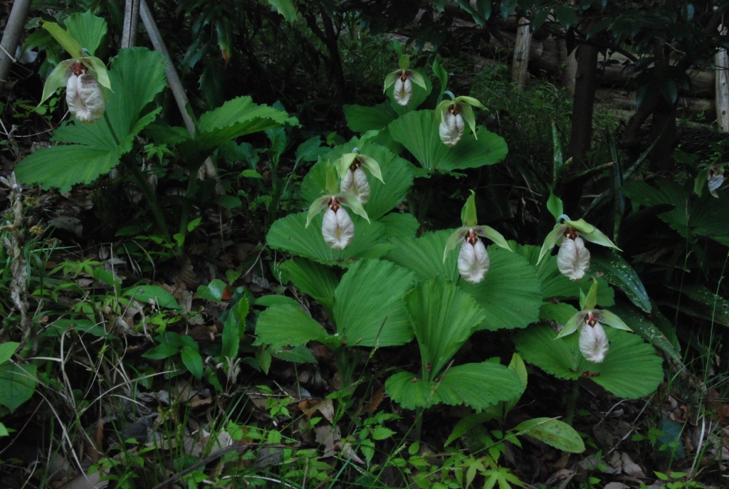f0043750_1245476.jpg
