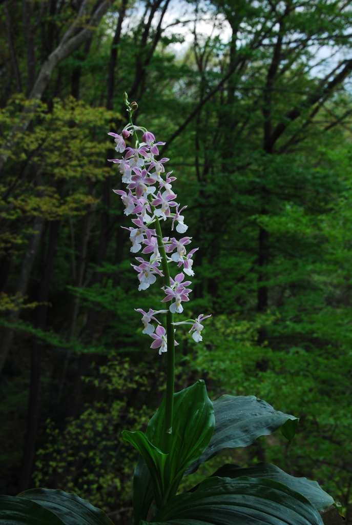 f0043750_12596.jpg