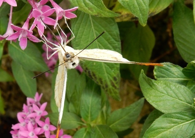 　　　　　　　　　　　　　　　　　多摩動物公園　4月19日　1_d0075453_10474461.jpg