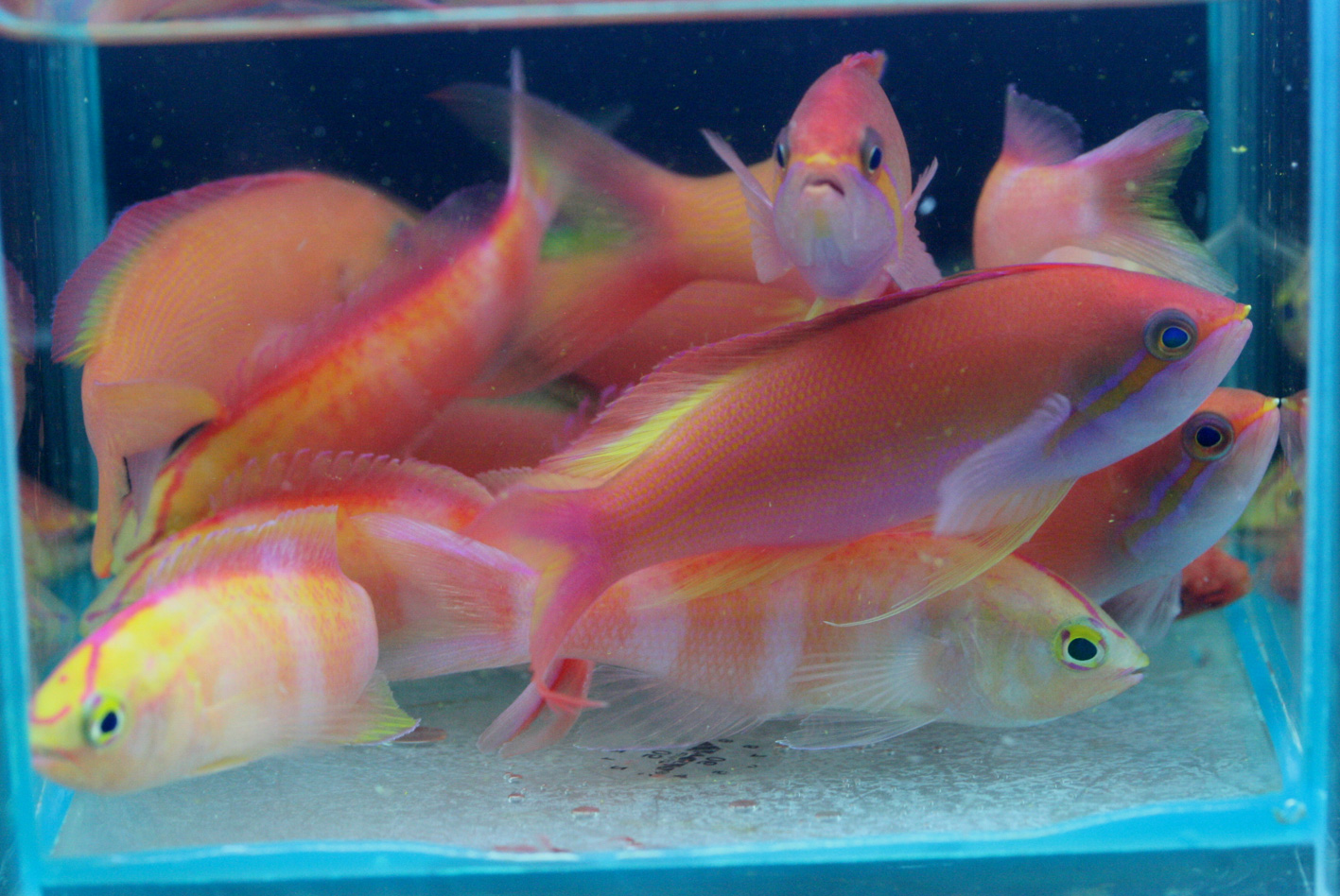 ドタキャンは嫌われるよ ビーボックスアクアリウム 海水魚 サンゴ情報 ドタキャンは嫌われるよ ビーボックスアクアリウム 海水魚 サンゴ情報