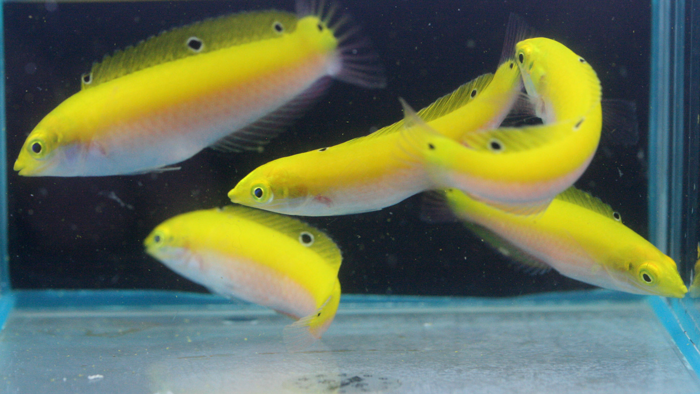 ドタキャンは嫌われるよ ビーボックスアクアリウム 海水魚 サンゴ情報 ドタキャンは嫌われるよ ビーボックスアクアリウム 海水魚 サンゴ情報