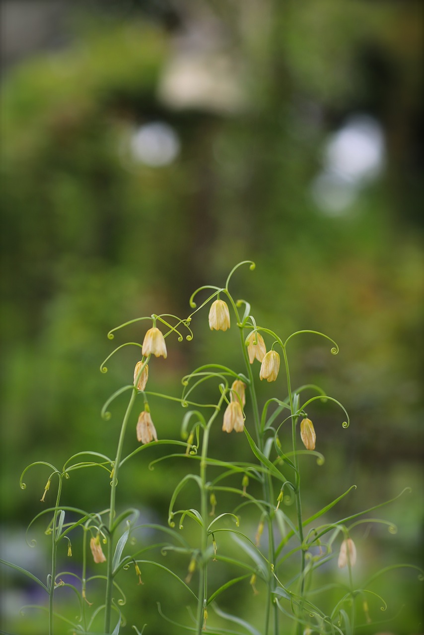 早春の「Garden Cafe Green Rose」。_b0168859_7351276.jpg