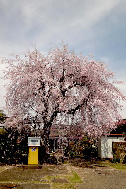 しだれ桜_f0054859_1236849.jpg