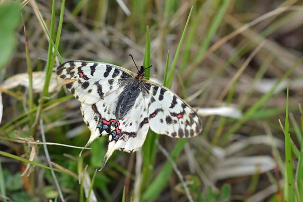 埼玉北部のホソオチョウ越冬確認2015_c0043361_139880.jpg