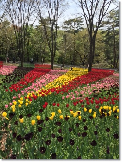 久しぶりの森林公園_e0330372_1236780.jpg
