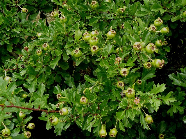 d0019074_8251250.jpg