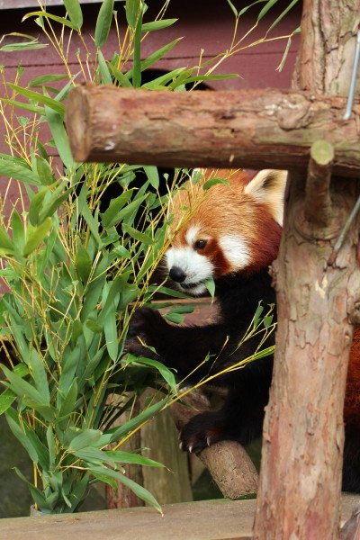 熱川温泉、そしてなぜかバナナワニ園へ_f0183274_22444254.jpg