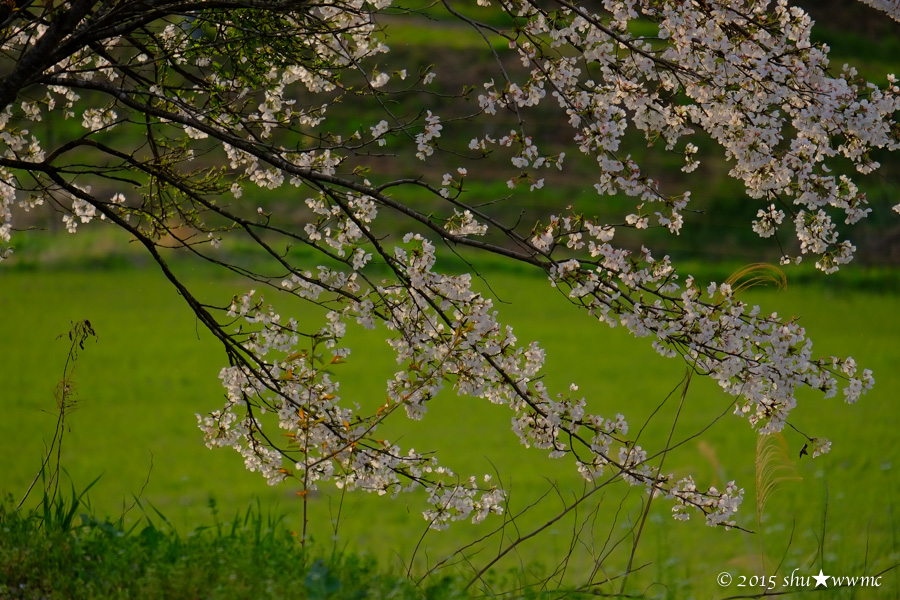 a0142976_17431816.jpg