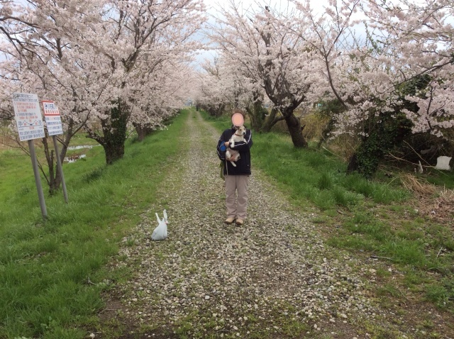 桜ネタあと少し 汐見公園の桜_a0118079_23491552.jpg