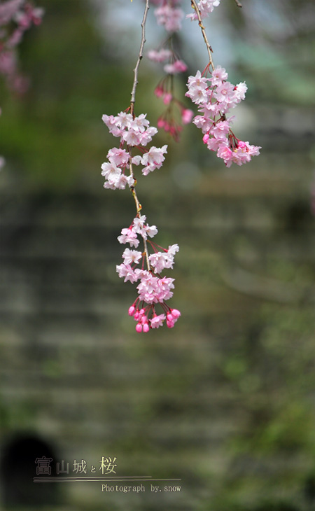 桜巡りに行って来た。Vol.2_f0150682_21291276.jpg