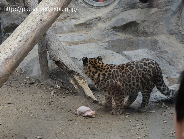 ２０１５年３月　福山市立動物園　その３　お誕生会イベント_a0052986_7182452.jpg