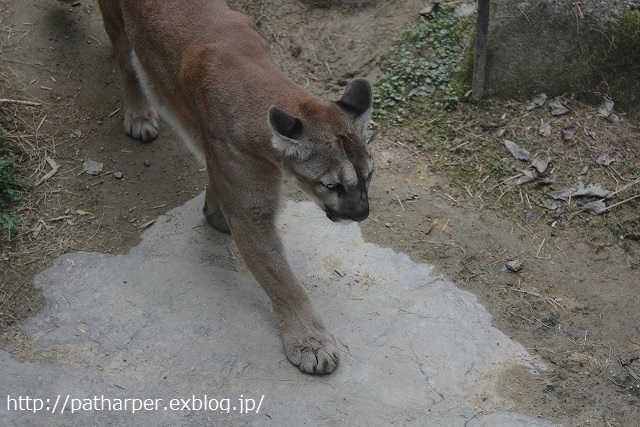 ２０１５年３月　福山市立動物園　その３　お誕生会イベント_a0052986_7342793.jpg