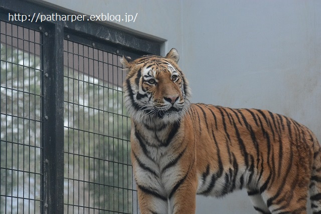 ２０１５年３月　福山市立動物園　その３　お誕生会イベント_a0052986_736417.jpg