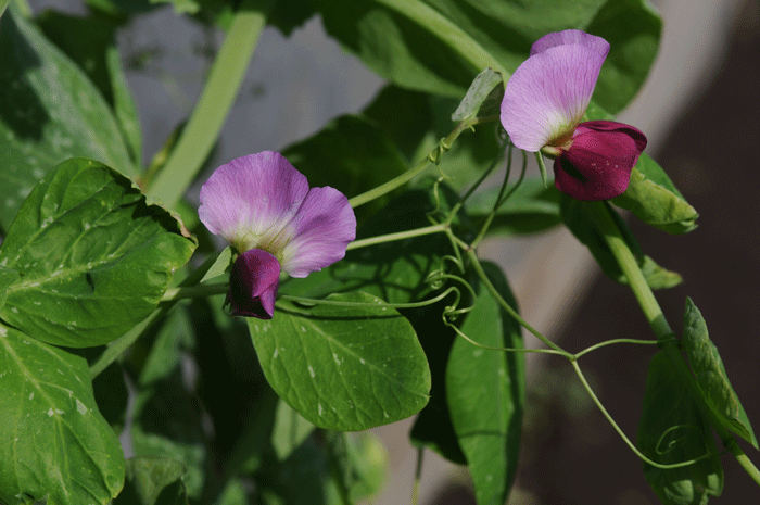 畑仕事　＜野菜種子播種・野菜花＞_e0248688_1626244.gif