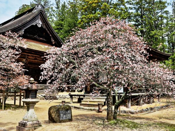 久しぶりの高野山_c0092689_179787.jpg