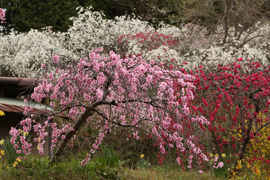 15.04.11：豊田市上中町、枝垂れ桃の里を歩く３_c0007190_19533564.jpg