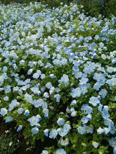 花見。_a0045293_1173670.jpg