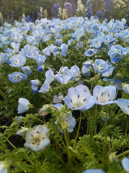花見。_a0045293_1174348.jpg