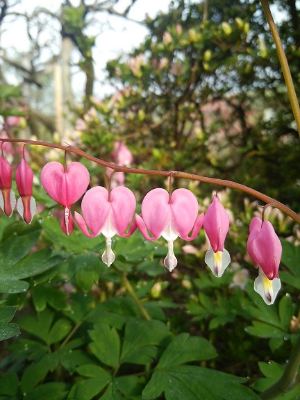 花見。_a0045293_1181658.jpg