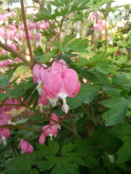 花見。_a0045293_118465.jpg
