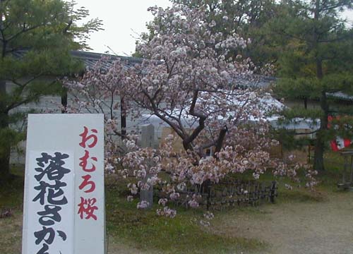 ●おむろ桜 落花さかん、その２_d0053294_125298.jpg