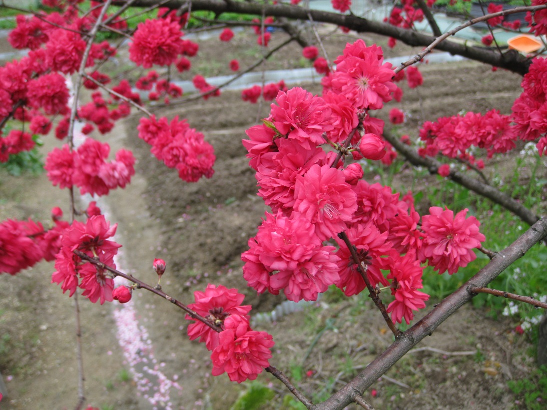 桜散りし後、深紅に染まる　～　ハナモモ_f0281398_20513816.jpg