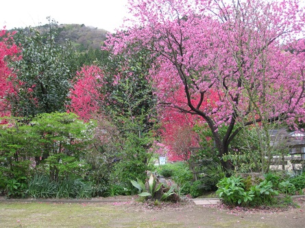 桜散りし後、深紅に染まる　～　ハナモモ_f0281398_2121460.jpg