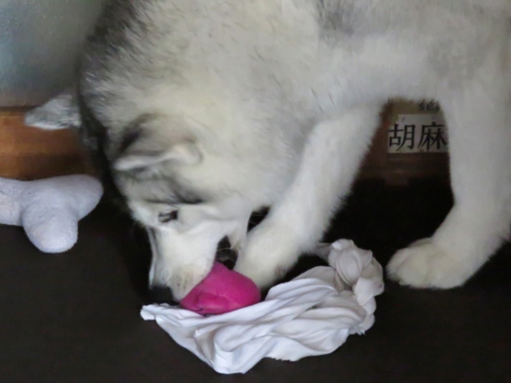 c0049299_2331577.jpg