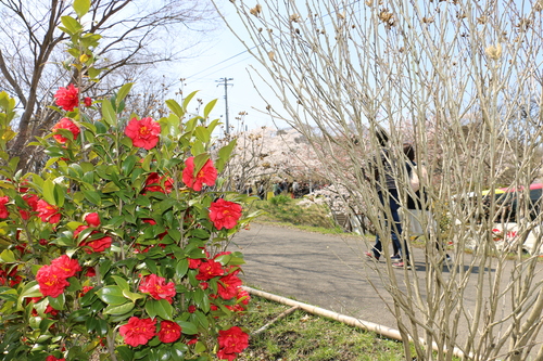 白石川堤「一目千本桜」＆船岡城址公園の桜・花園：４月１２日快晴＜清明・次候＞鴻雁北る・・・２２_c0075701_222214.jpg