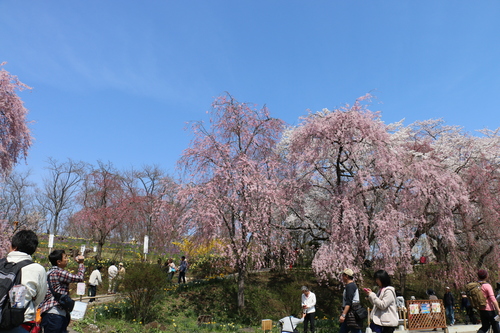 白石川堤「一目千本桜」＆船岡城址公園の桜・花園・・・２４_c0075701_2324642.jpg