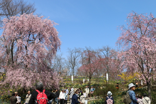 白石川堤「一目千本桜」＆船岡城址公園の桜・花園・・・２４_c0075701_233556.jpg