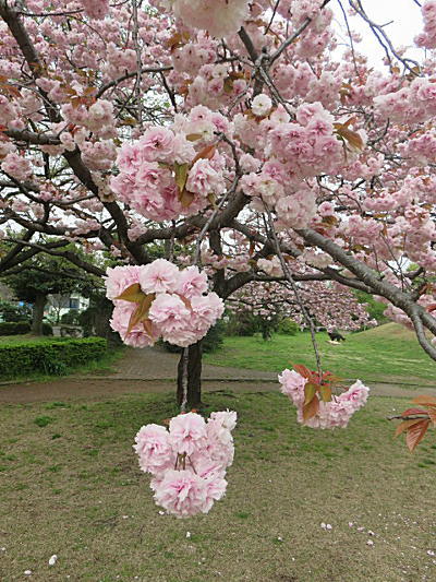 八重桜が満開です～♪_d0046702_5471125.jpg