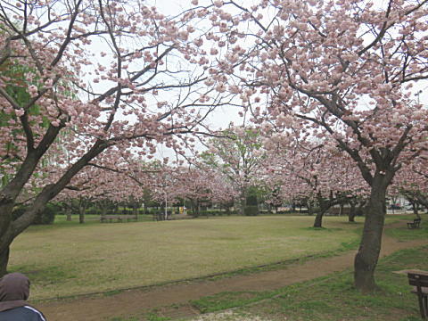 八重桜が満開です～♪_d0046702_547151.jpg