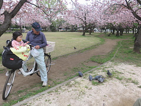 八重桜が満開です～♪_d0046702_5472314.jpg