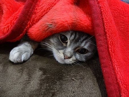 多肉とお久しぶりの猫たち。。_c0178104_08154382.jpg