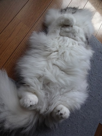多肉とお久しぶりの猫たち。。_c0178104_08164843.jpg