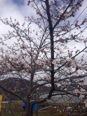 桜が咲きました!_d0099708_21345953.jpg