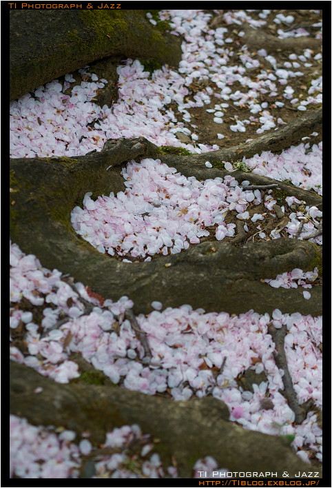 散った花の枚数_b0134013_2327492.jpg