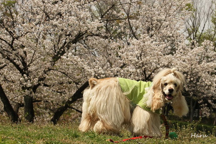 おひさまと桜とひなはると♪_c0132513_15462157.jpg