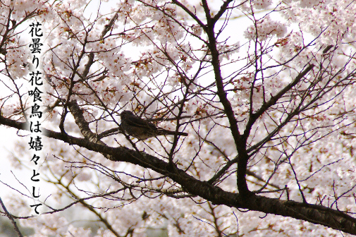 花曇り 写真俳句 一日一写句